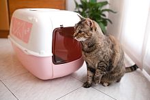 Закрытый туалет для кошек высокий поддон PRIMA DECOR 